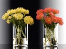 Pincushion Protea