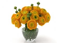 Orange Ranunculus
