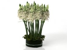 Ornithogalums 