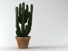 Euphorbia