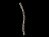 Column Rope 14