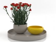 Carnations 01