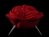 Rose chair 5