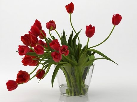 Tulips 01 3
