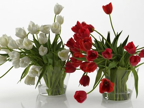 Tulips 01