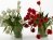 Tulips 01 16