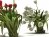 Tulips 01 15
