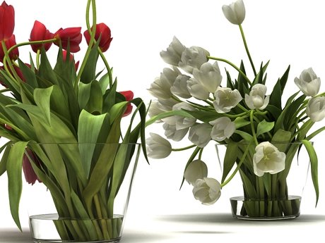 Tulips 01 15