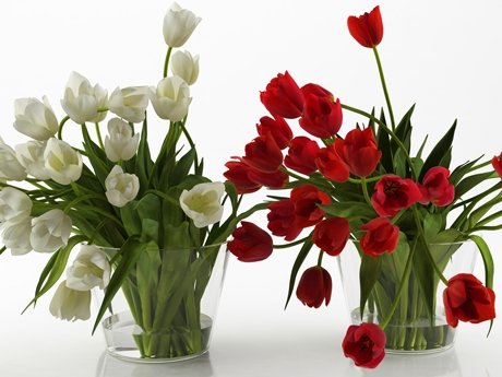 Tulips 01 16