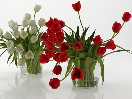 Tulips 01 17