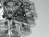 Taraxacum 88 S1  9