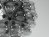 Taraxacum 88 S1  7