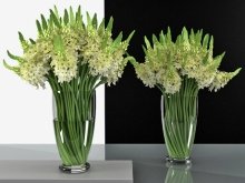Ornithogalums 02