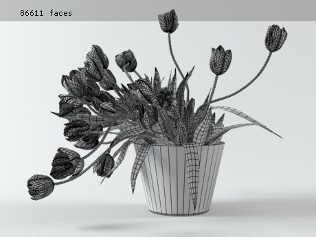 Tulips 01 18