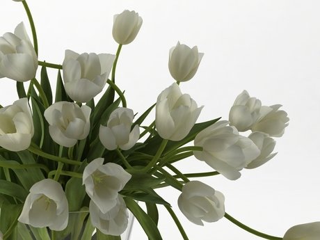 Tulips 01 8