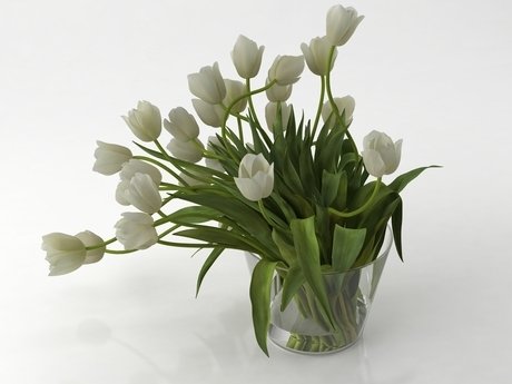 Tulips 01 7
