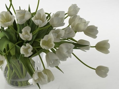 Tulips 01 6
