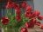 Tulips 01 9
