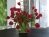 Tulips 01 10