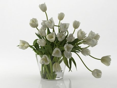 Tulips 01 5