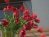 Tulips 01 13
