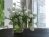 Tulips 01 12