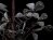 Birdie pendant lamp 22