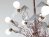 Birdie pendant lamp 5
