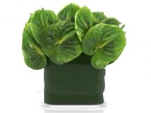 Anthuriums