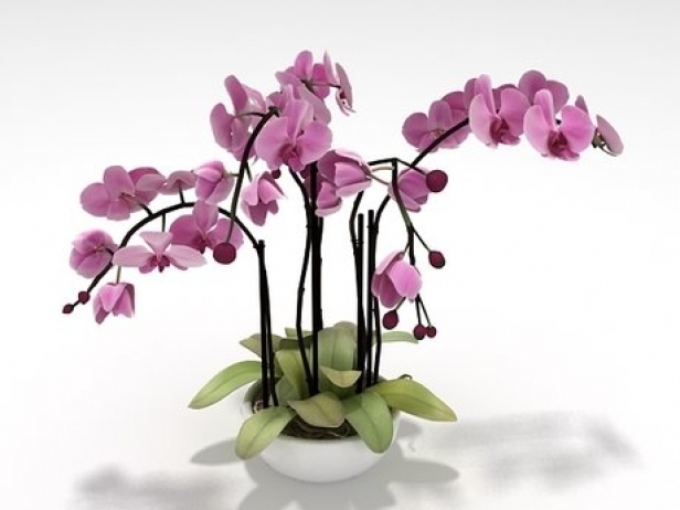Orchid 3d Model