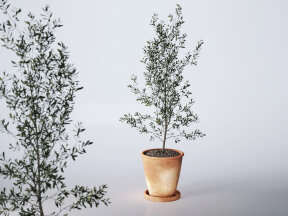 Olea Europaea Plant in Terracotta Pot