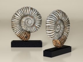 Fossil Iron-Marble Shell Sculpture 01